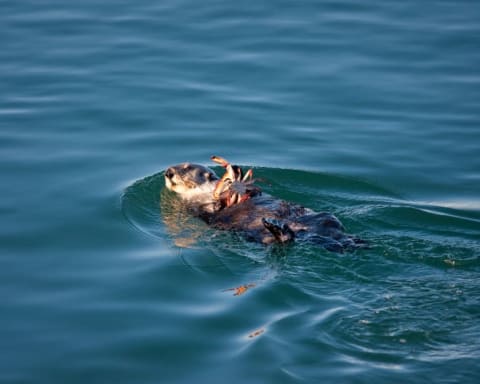 An otter carrying a crab it caught