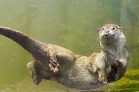 An otter swimming underwater