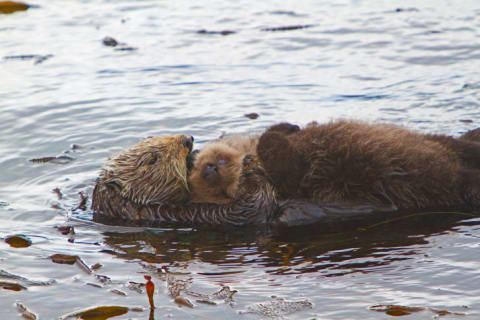 A mother and baby otter floating in the water