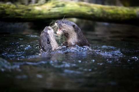 Two otters with teeth bared in the water.