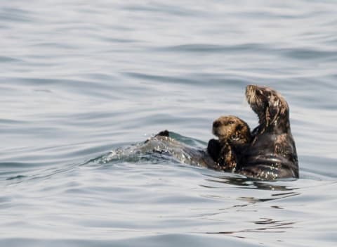 Mother otter holding baby otter up in the water