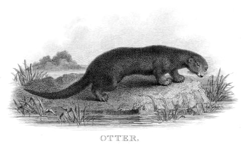 An illustration of an otter