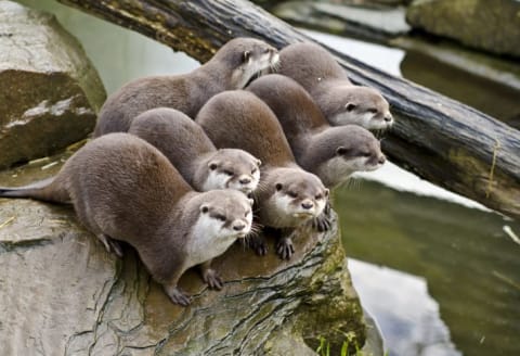 Six otters sitting together.