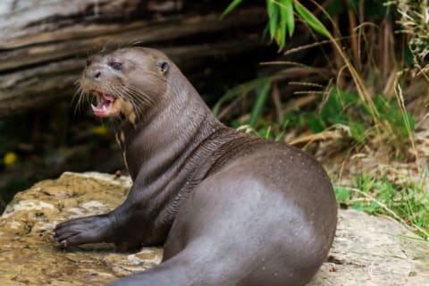 Giant otter sunning on a rock