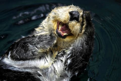 Otter seemingly smiling in the water.