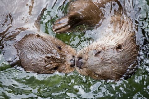 Two otters in the water.