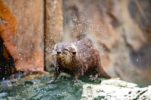 An otter shaking water off of itself