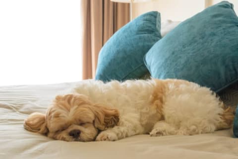 dog laying down on bed