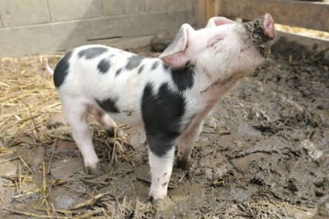 A pink piglet with black spots raising its mud-covered snout.