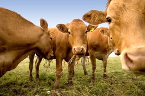 For a cow's digestive system, snacking is not a simple process.