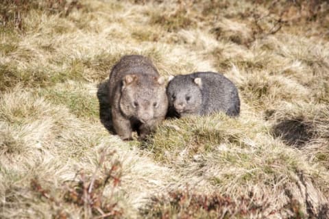 Couple of wombats in a field.