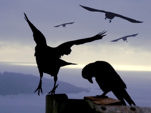 Silhouette of crows at night.