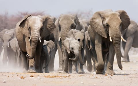 A herd of elephants with a couple of babies in front.