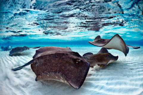 Stingrays swimming under the water.