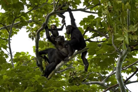 Group of chimps in a tree.