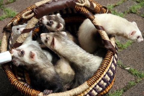 A basket of ferrets.