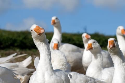 Geese looking at the camera.