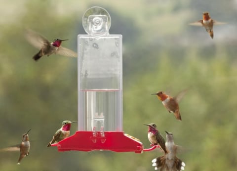 Hummingbirds flitting around a feeder.