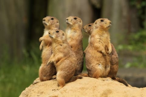 Prairie dogs standing on a mound.