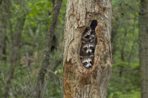 Three raccoons in a tree hole.