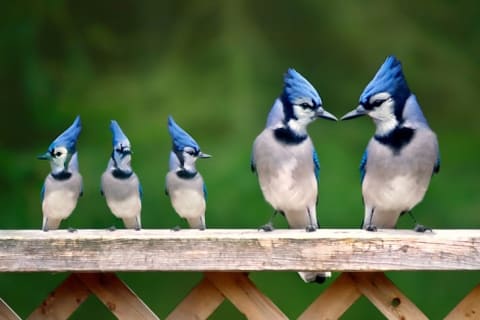 Jays sitting on a ledge.