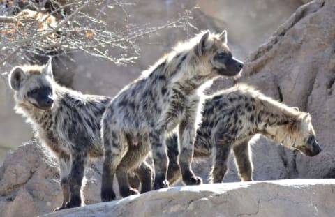 A group of hyenas on a rock.