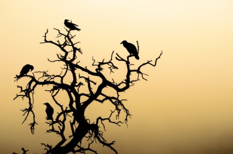 Silhouette of ravens in a tree.