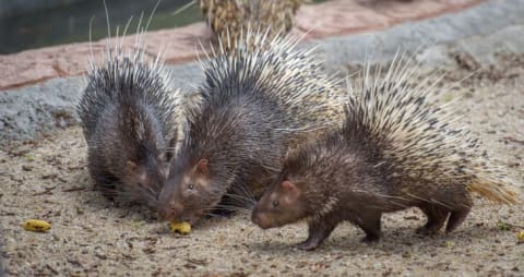 Porcupines eating some food.