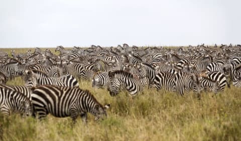 Zebras grazing in a field.