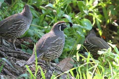 Quail in the grass.