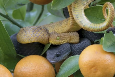 Two vipers hiding in the leaves.