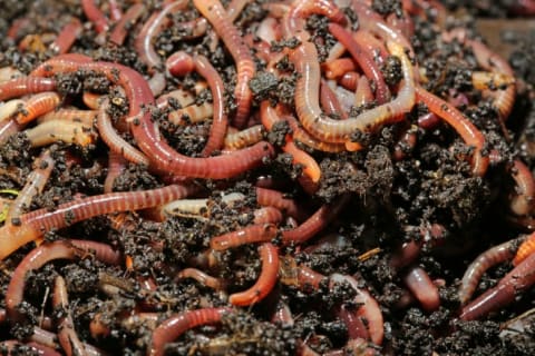 Pile of worms in the dirt.