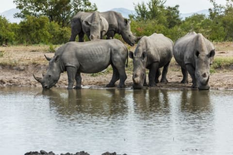 Rhinoceroses drinking water.