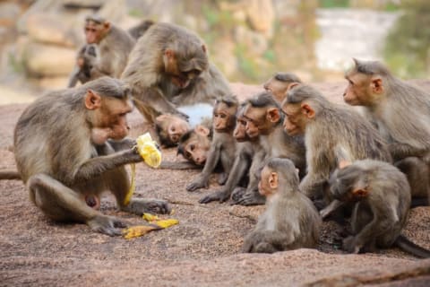 A group of monkeys gathering around a banana.