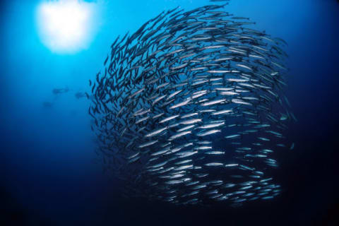 A battery of barracuda swimming.