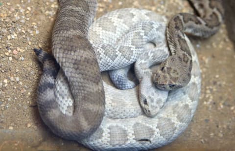 Couple of rattlesnakes.