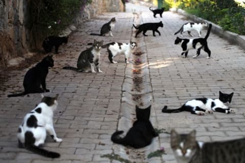 Black and white cats hanging out along a street.