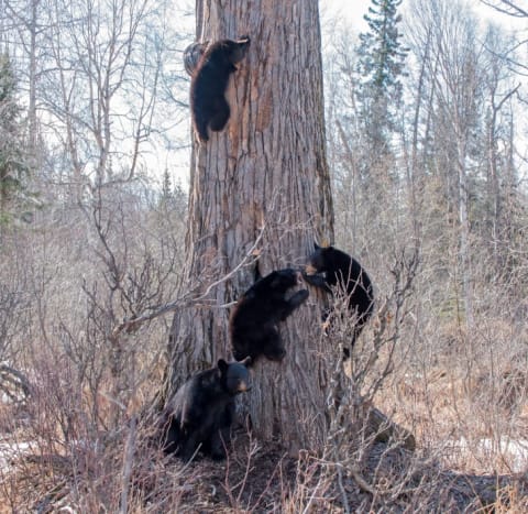 Four bears climbing a tree.