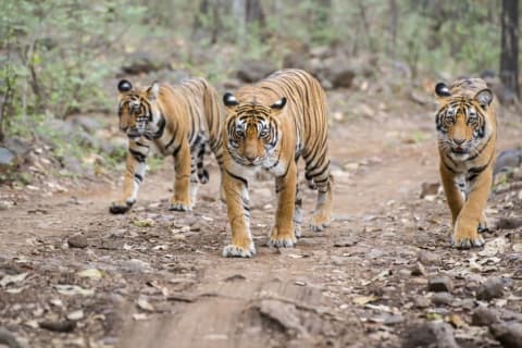 Three Bengal tigers walking along a path.