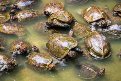 Group of turtles in the water.