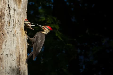 Three woodpeckers in a tree.