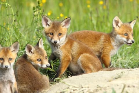 Four little red foxes in a grassy field.