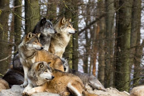 Large pack of wolves.