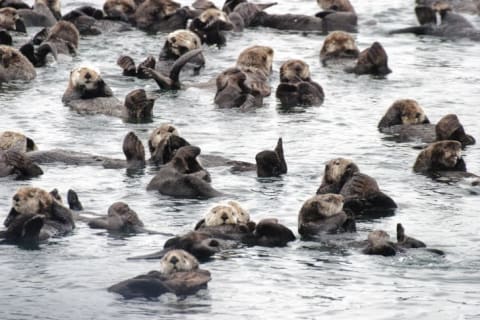 Otters floating in the water in a large group.