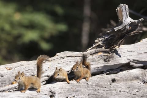 Squirrels lined up on a log.