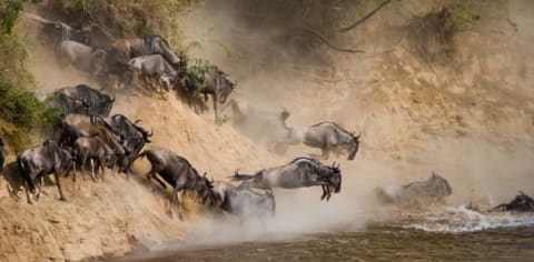 Gnus and wildebeests jumping into the water.