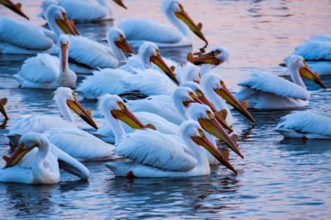 Pelicans swimming on the water.