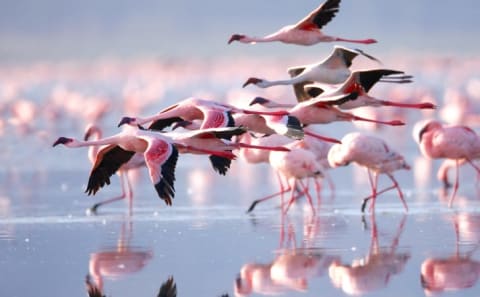 Flamingos flying and standing in the water.