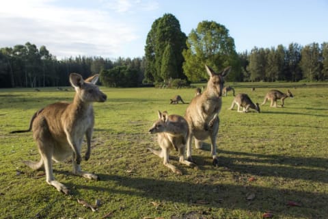 Kangaroos in a field.