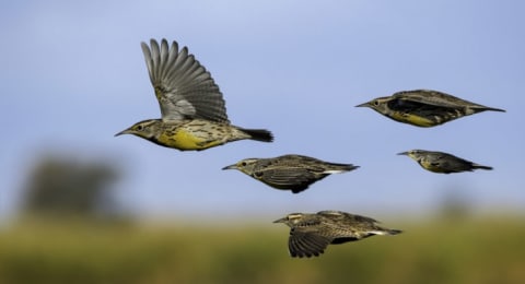 Larks flying across a field.